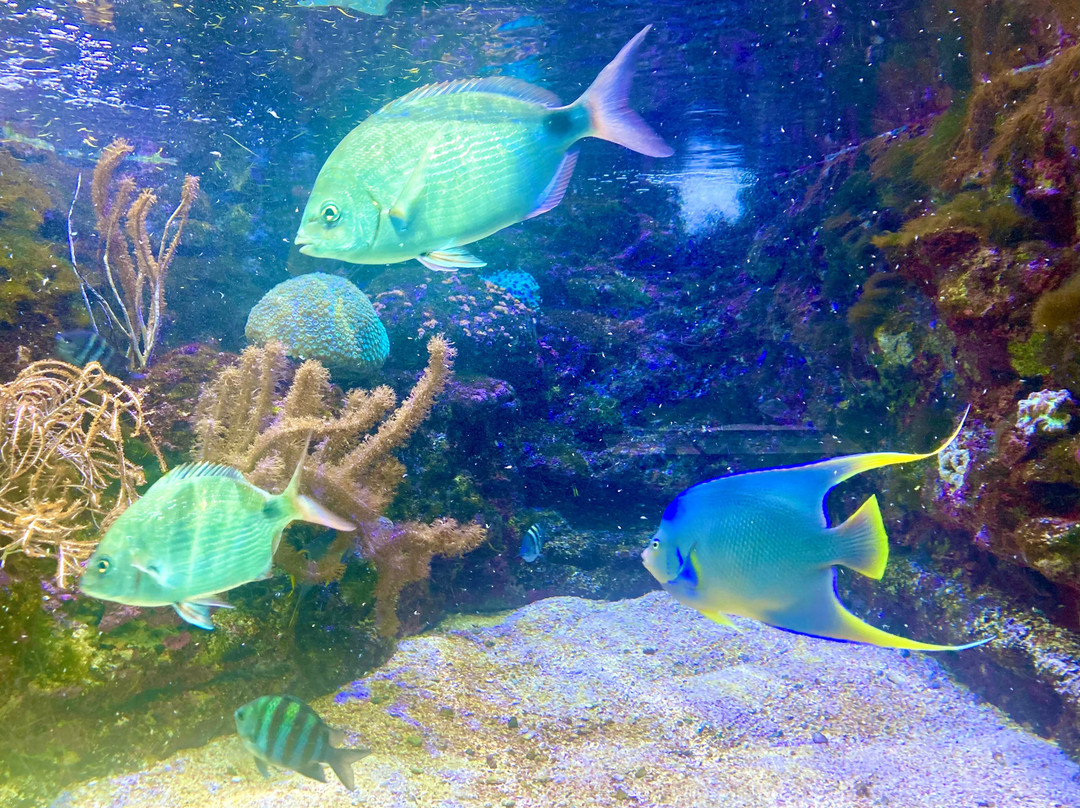 Bermuda Aquarium, Museum & Zoo-Hamilton Parish必去景点