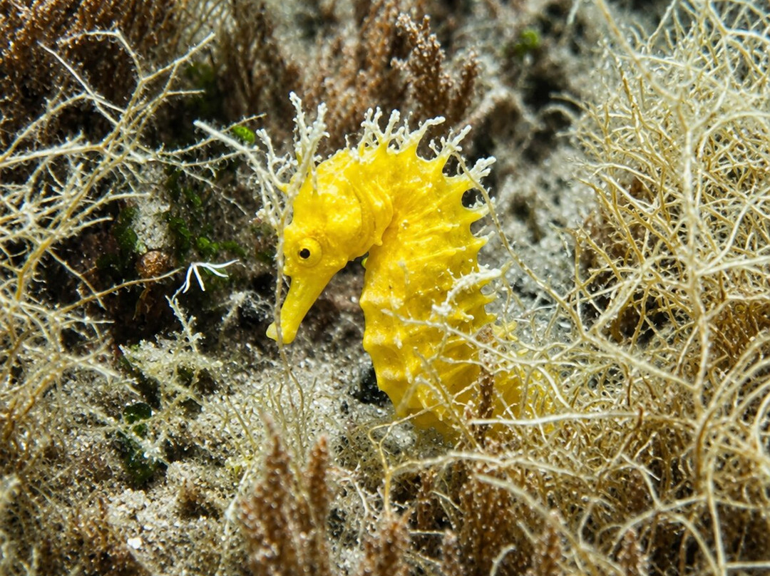Diving Cres-Cres Island必去景点