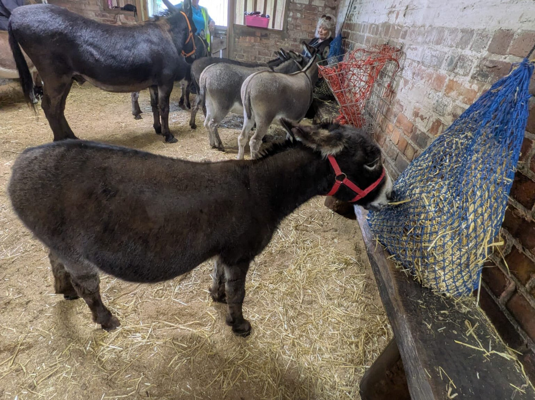 Moel Famau Donkeys-Llanferres必去景点
