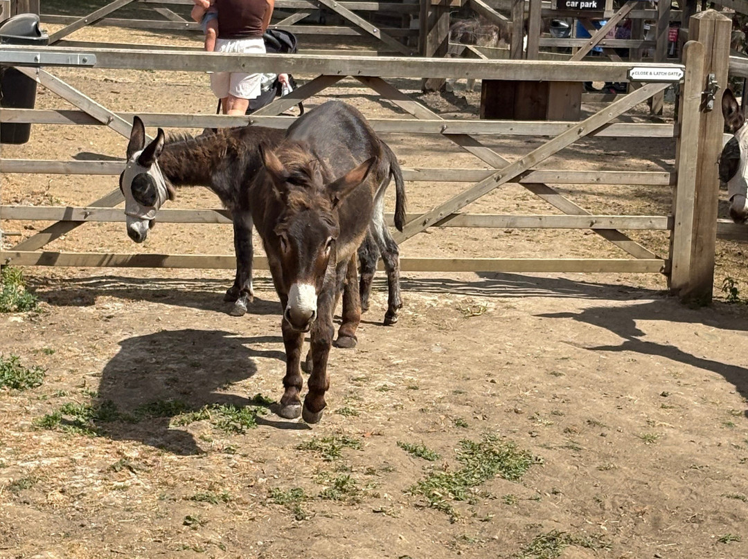 Stantons Farm - Petting Farm-Black Notley必去景点