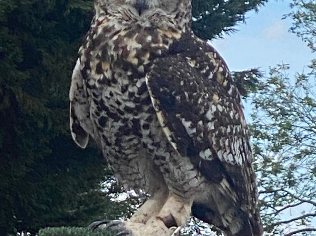 Suffolk Owl Sanctuary-Stonham Aspal必去景点