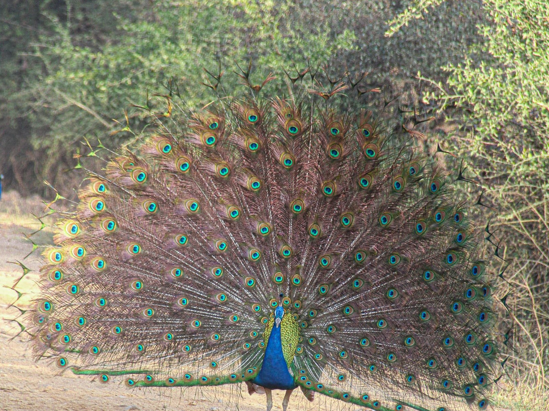 Sariska Tiger Reserve-阿尔瓦必去景点
