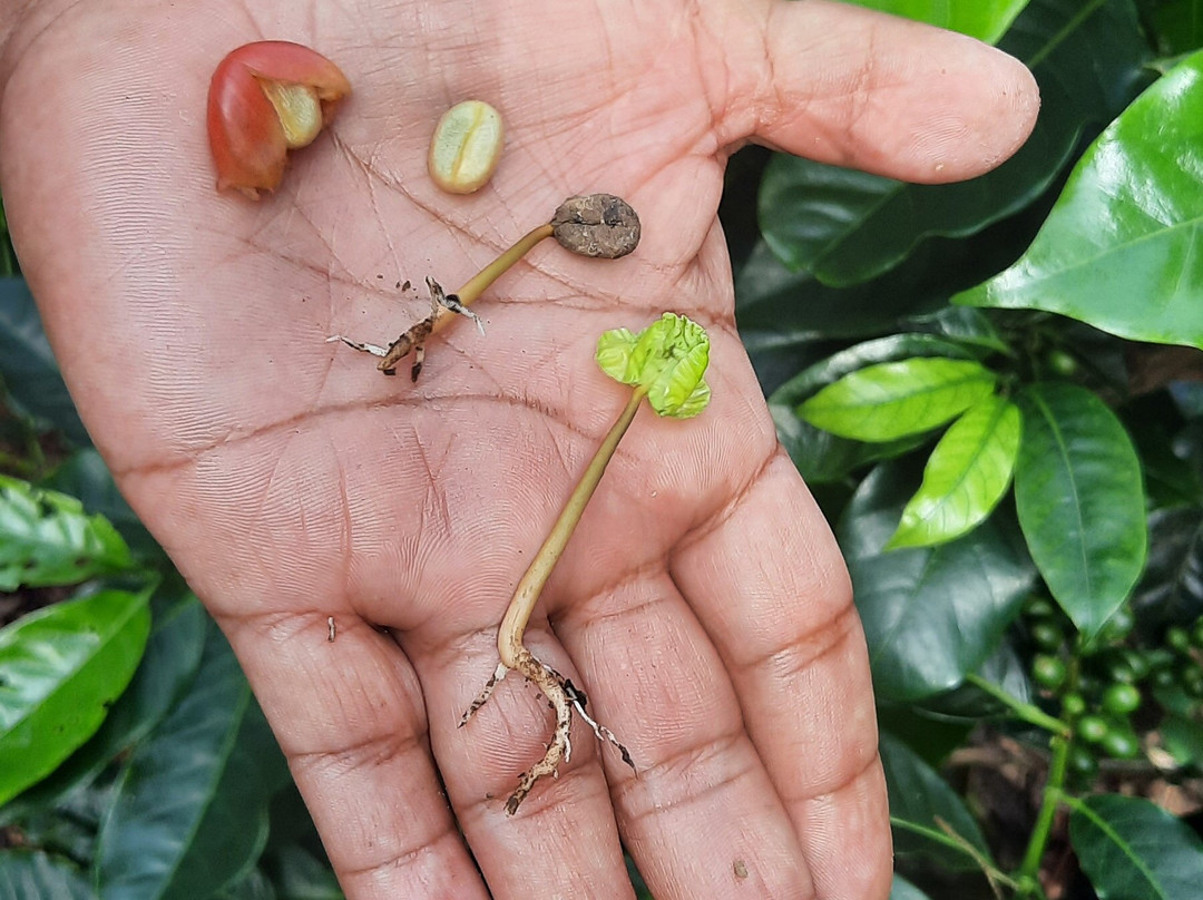 Cafetales Don Alfredo - La Milagrosa Coffee Tour-波魁特必去景点