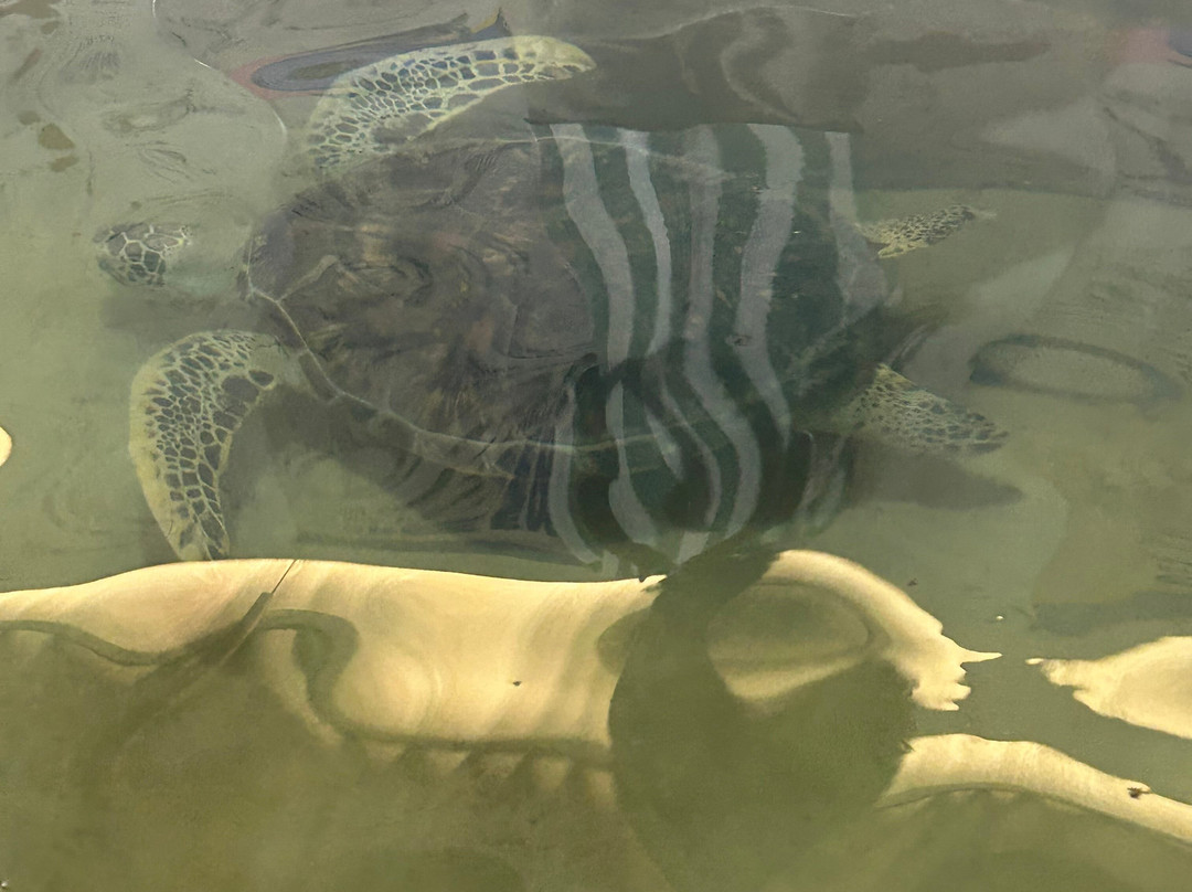 Sea Turtle Conservation Project (Koggala)-克拉必去景点