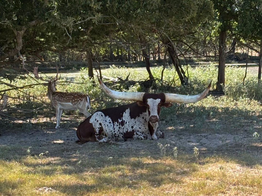 Texas Zoofari Park-Kaufman必去景点