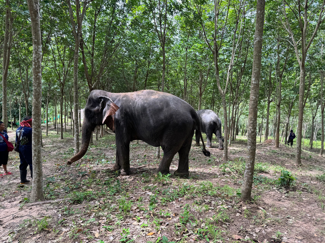 Khaothong Elephant Camp-Khao Thong必去景点