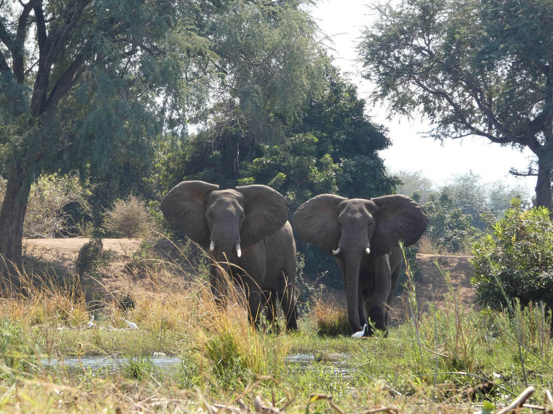 River Horse Safaris-Chirundu必去景点