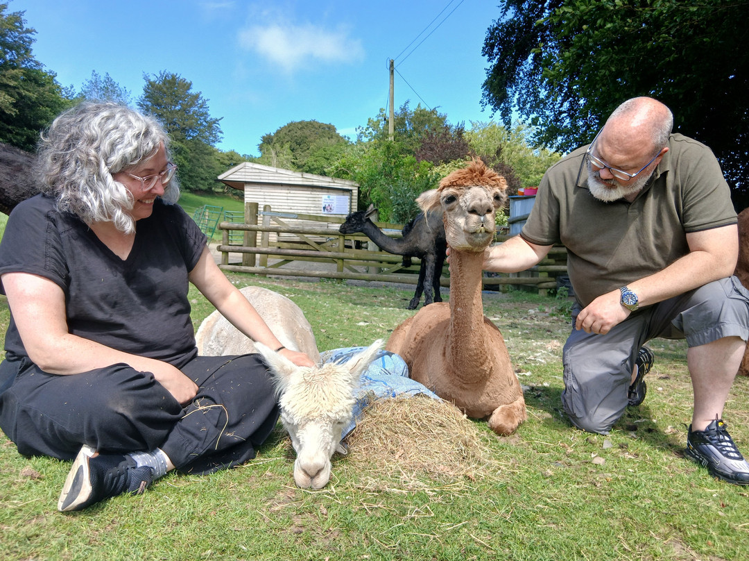Lydford Gorge Alpacas-Lydford必去景点