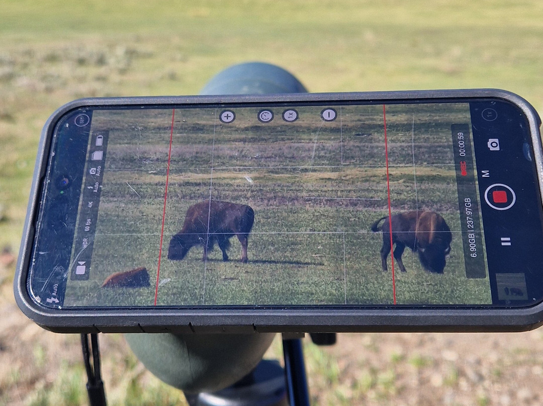 Yellowstone Wolf Tracker-加德纳必去景点