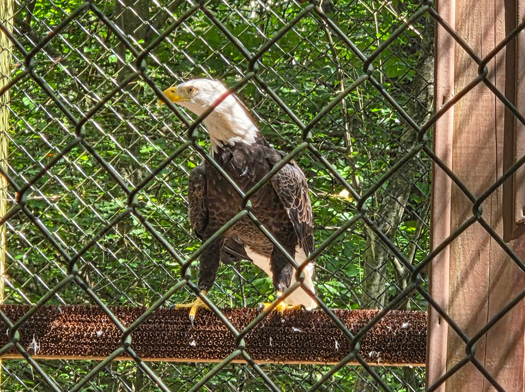 Carolina Raptor Center-亨特斯维尔必去景点