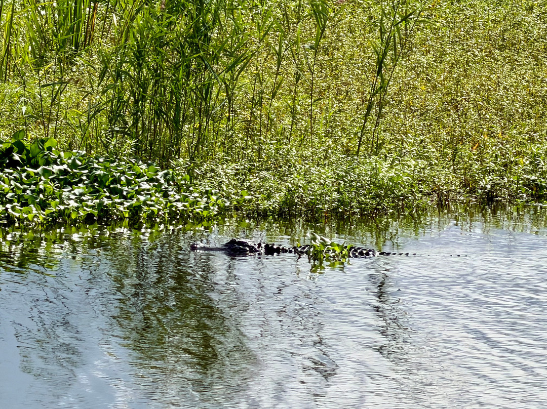 Savannah National Wildlife Refuge-Hardeeville必去景点