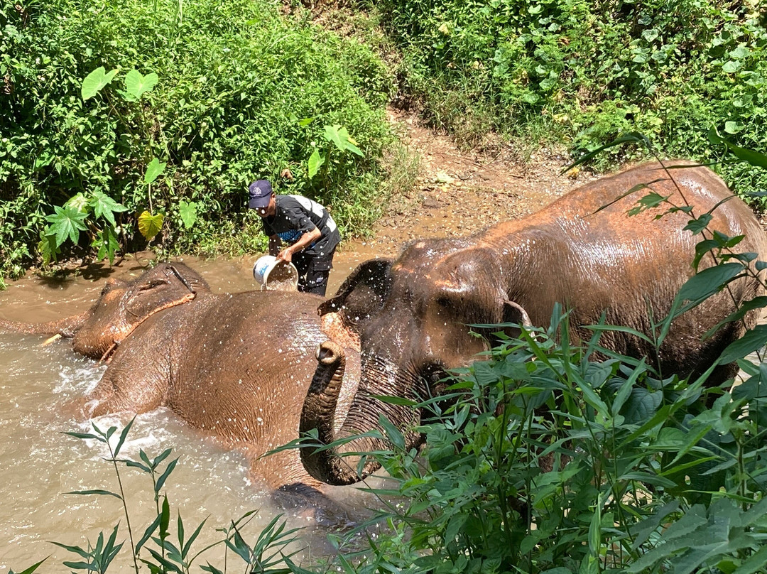 大象生态公园-清迈必去景点