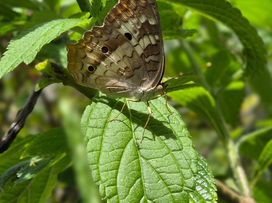 Butterfly World-Coconut Creek必去景点