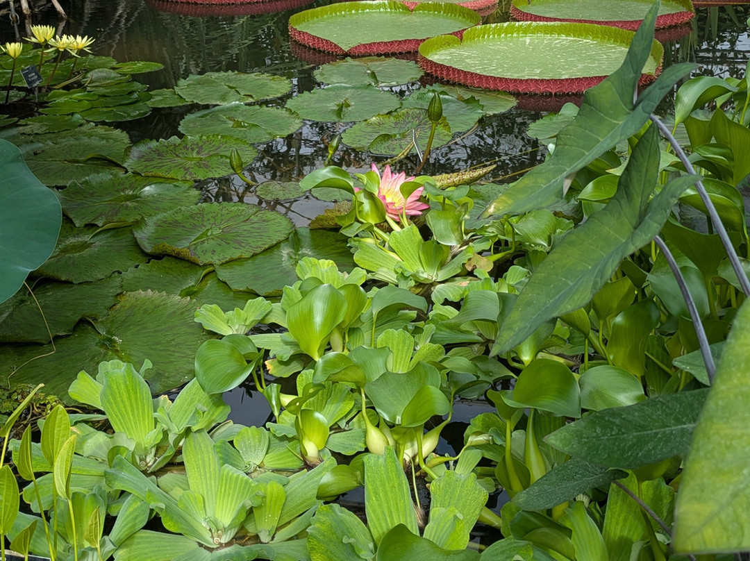 University of Oxford Botanic Garden-牛津必去景点