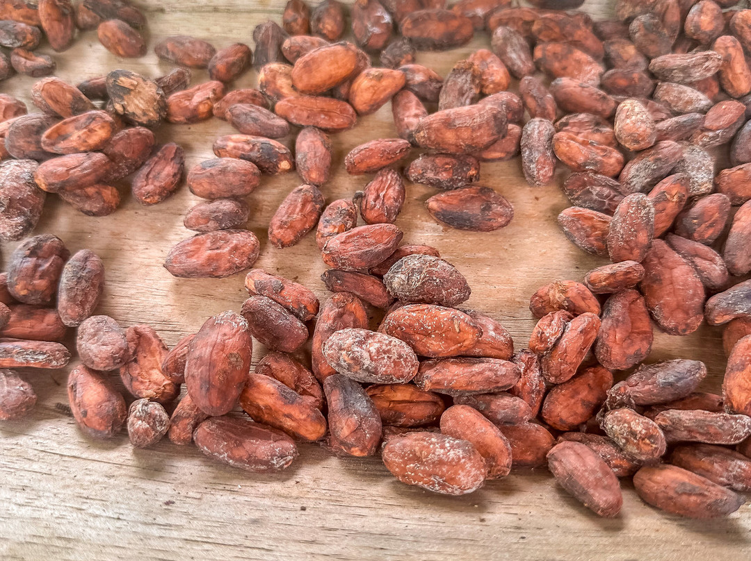 Tree Chocolate Tour-Upala必去景点