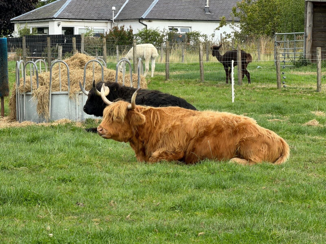 Robertson's - The Larder & Highland Cows - Beauly-Beauly必去景点