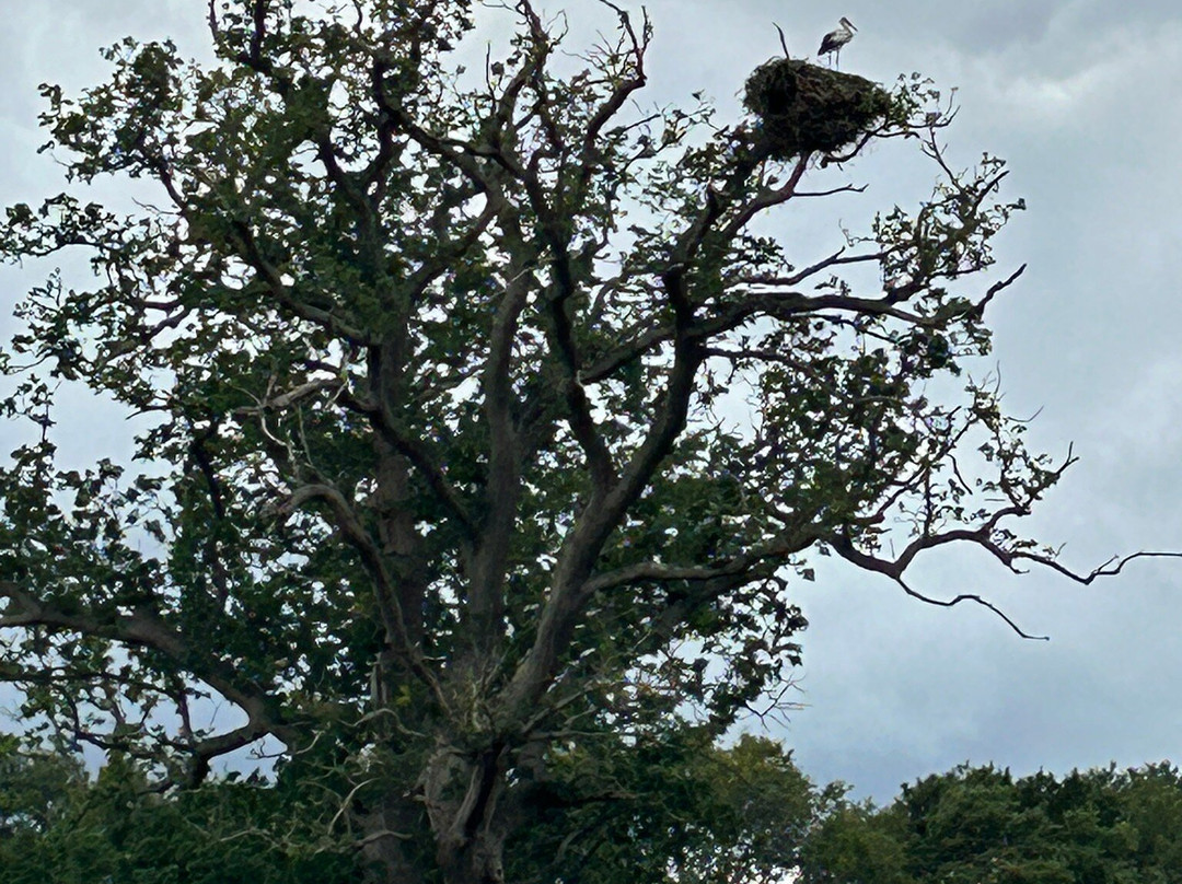 Knepp Wildland Safaris-霍舍姆必去景点