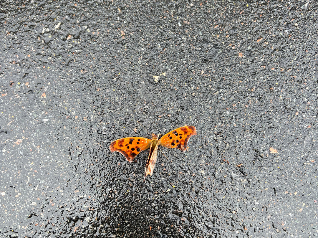 Doughton Park Campground and National Recreation Area-Laurel Springs必去景点
