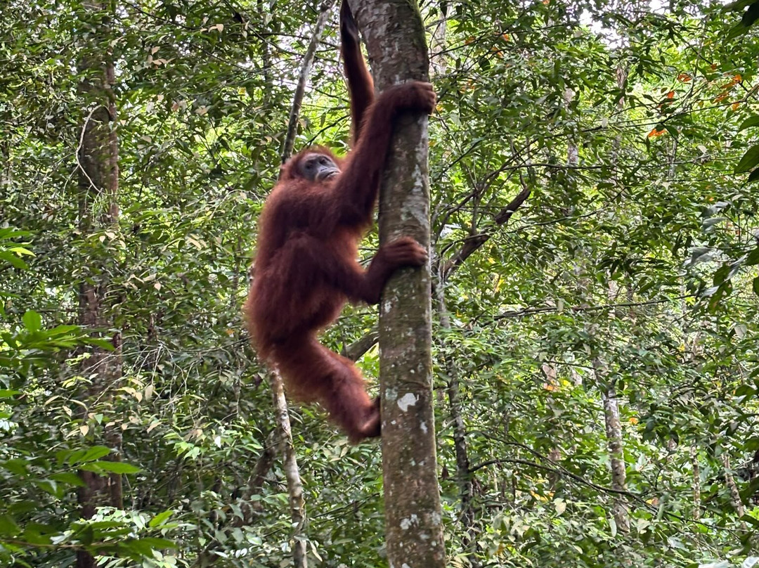 Ethical Trekking Sumatra-武吉拉旺必去景点