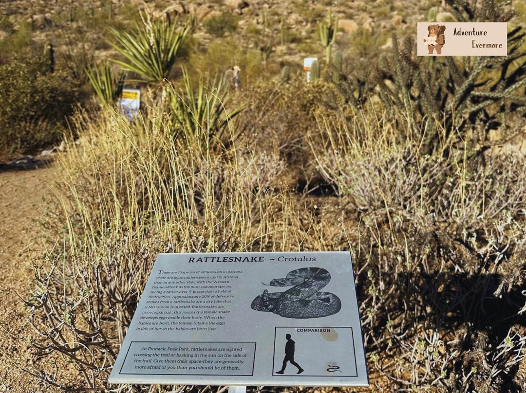 Pinnacle Peak Park-斯科茨代尔必去景点