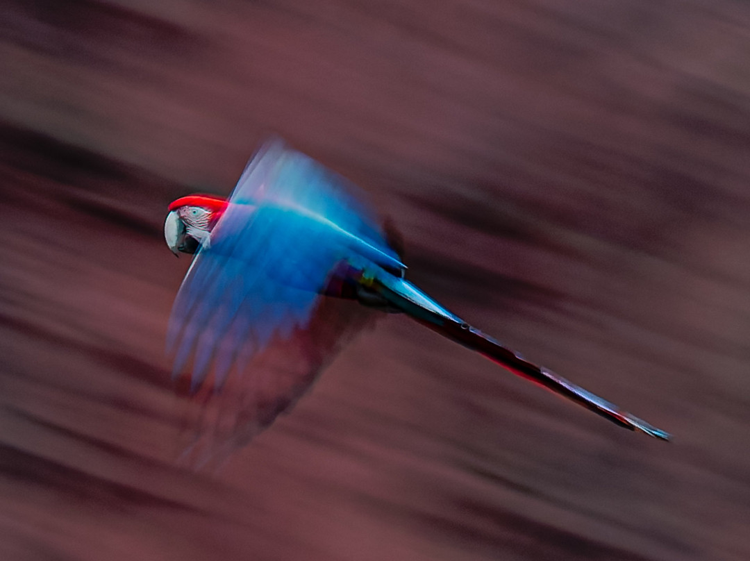 Pantanal Photo Tours-伊利亚贝拉必去景点