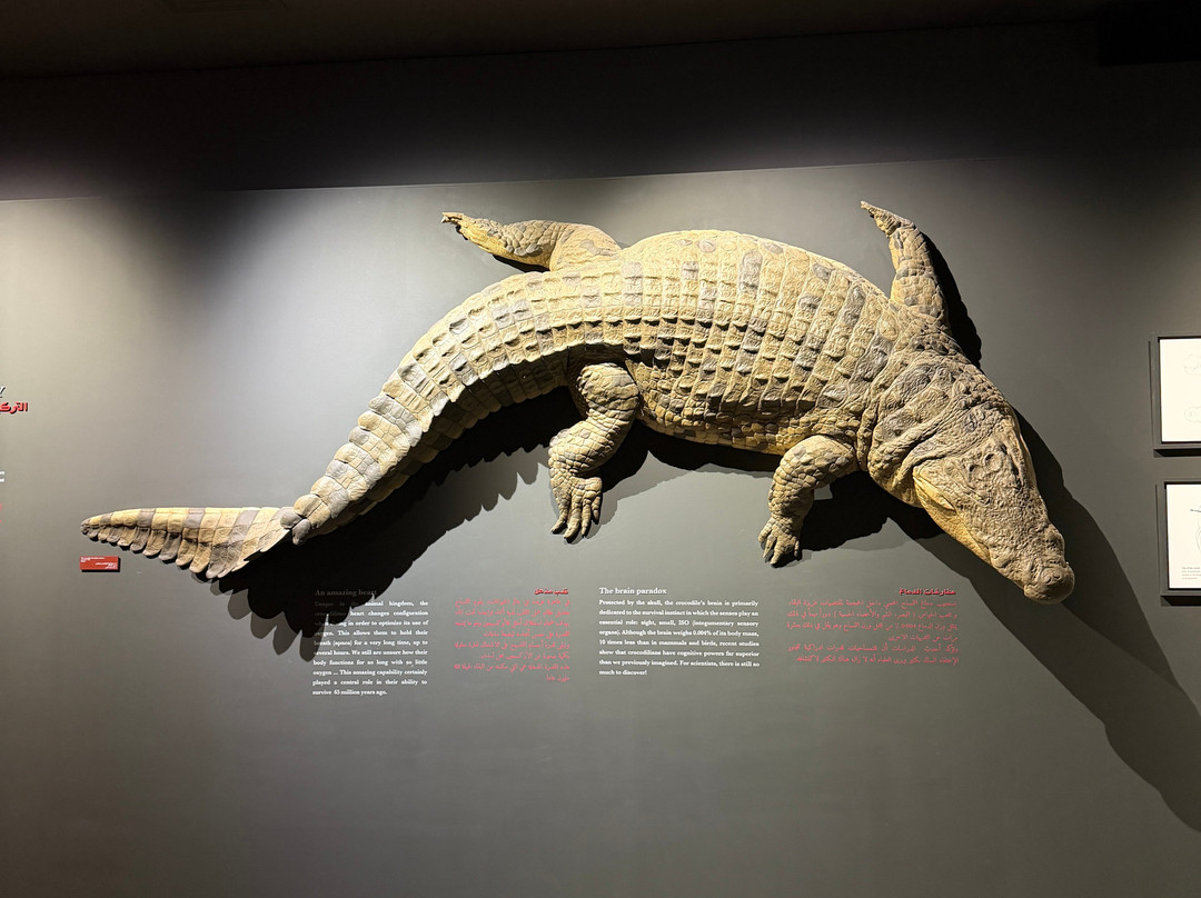 Dubai Crocodile Park-迪拜必去景点