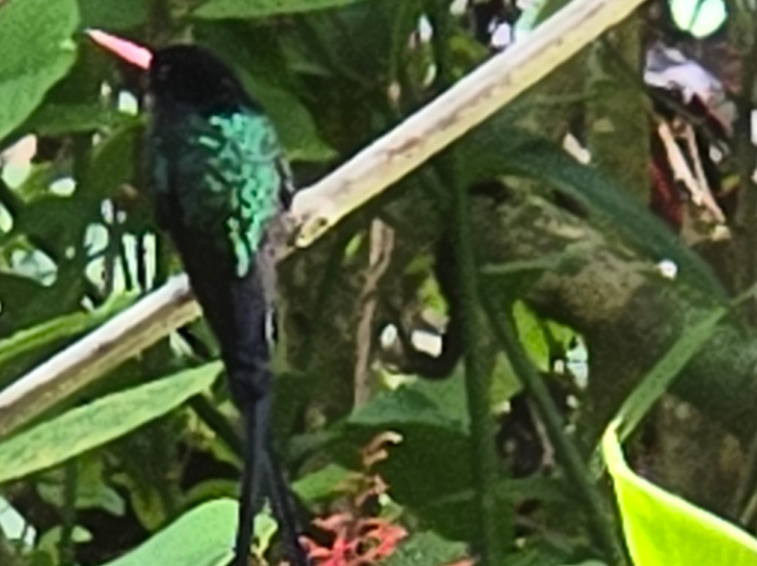 Sun Valley Plantation Hummingbird Garden-奥乔里奥斯必去景点