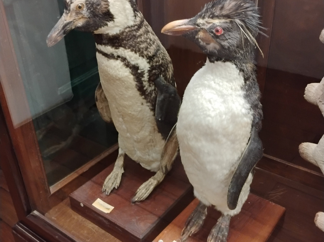 Museo Paleontologico-科洛尼亚·德尔萨克拉门托城必去景点