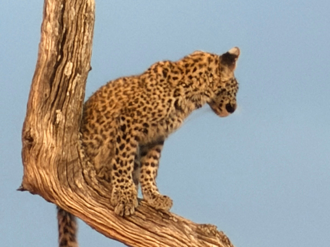 Letaka Safaris-马翁必去景点