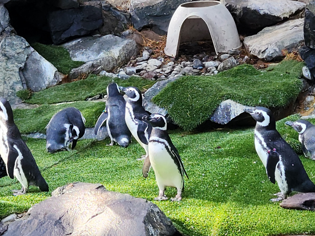 Point Defiance Zoo & Aquarium-塔科马必去景点