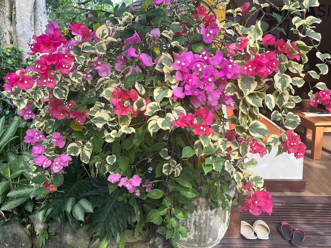 Amrtasiddhi Ayurvedic Center-乌布必去景点