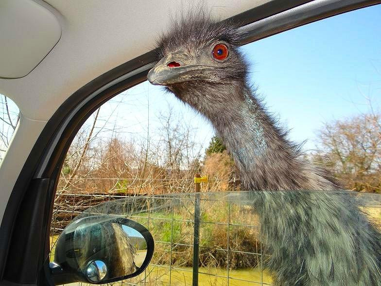 Harmony Park Safari-亨茨维尔必去景点