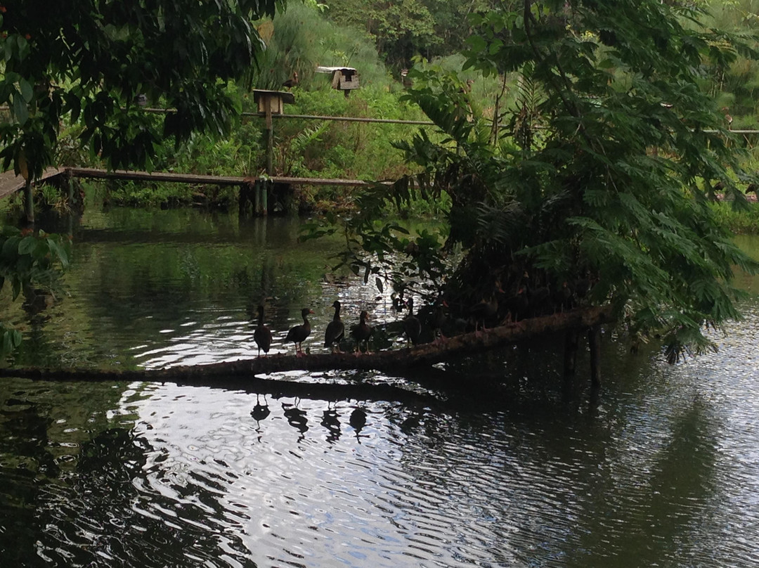 特立尼达旅游景点-Pointe-à-Pierre Wildfowl