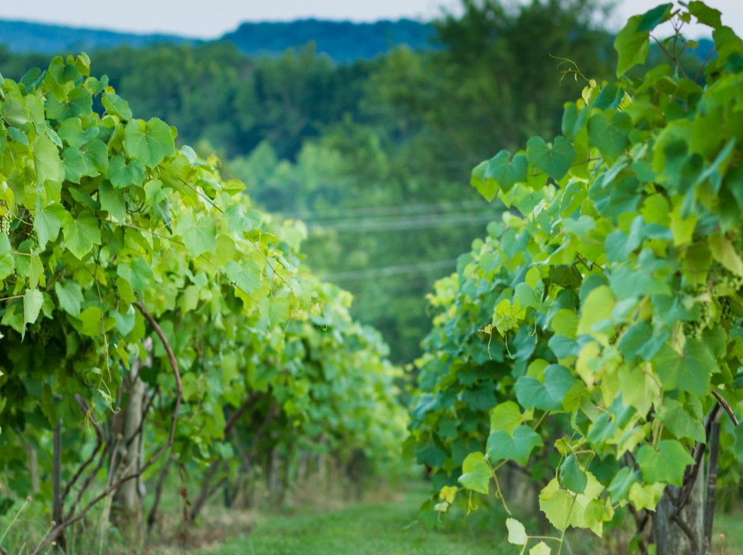 Cartersville旅游景点-Elk Island Winery