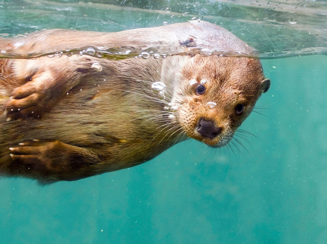 AQUA Aquarium & Wildlife Park景点图片