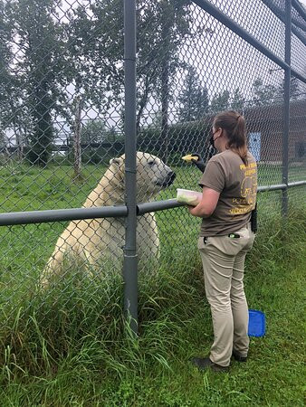 Cochrane Polar Bear Habitat-Cochrane必去景点