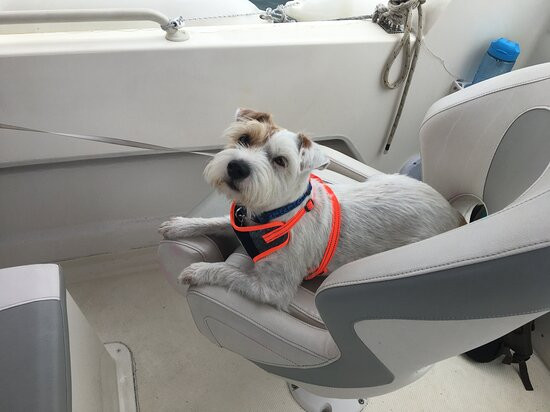 Poole Harbour Water Taxi-普尔必去景点