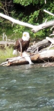 Kenai Riverdog景点图片