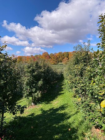 Burtt's Apple Orchard-Cabot必去景点