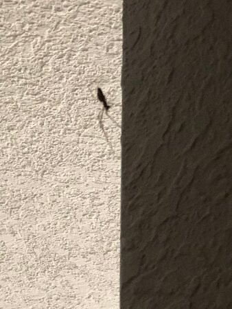 Inn at Corolla Light主图