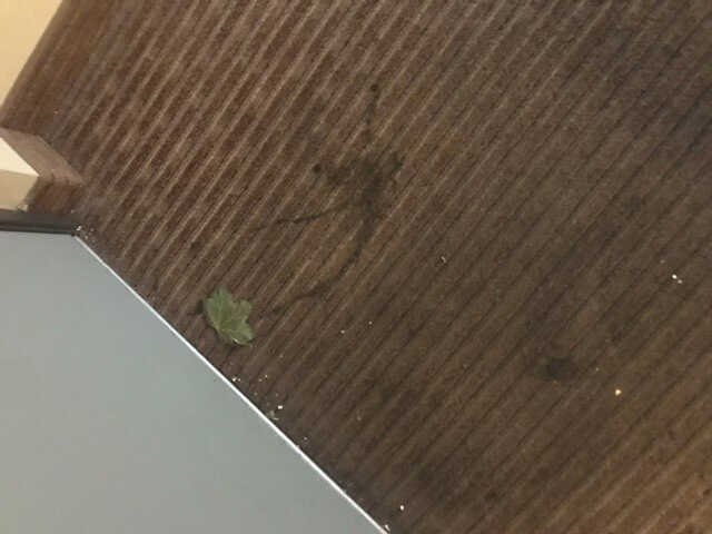 Quality Inn Madras主图