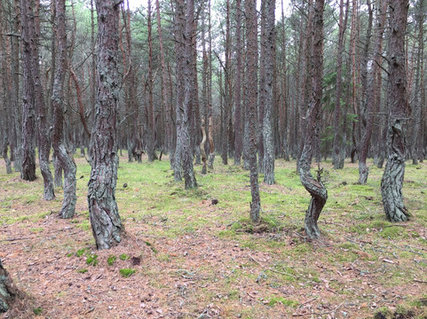 Polessk酒店住宿-Baza Otdyha Rai.com