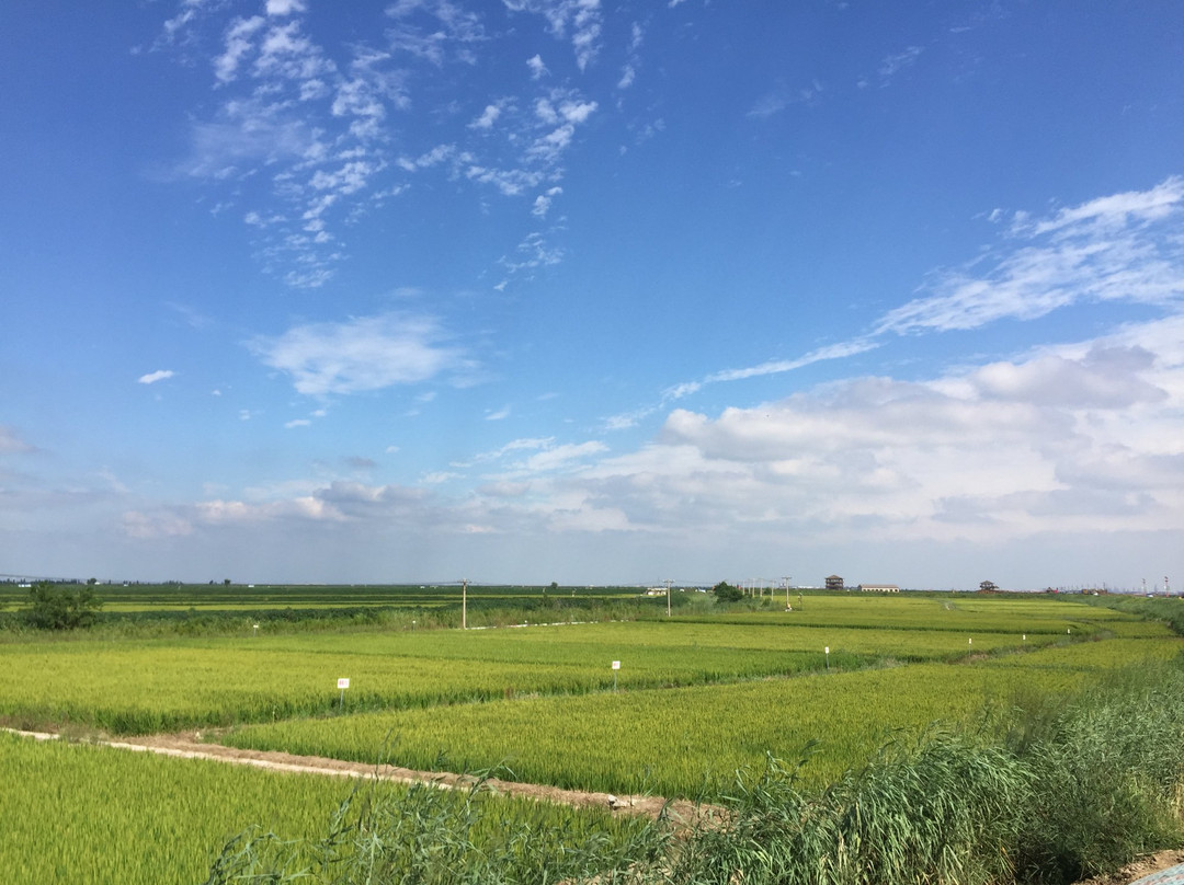 大洼县旅游攻略图片