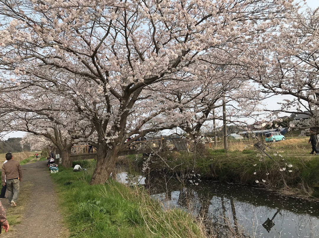 Imai no Sakura