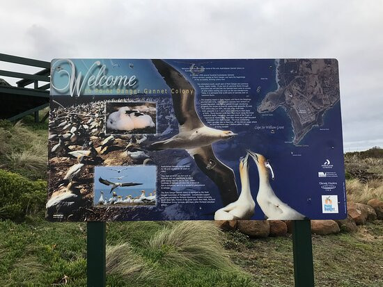 Point Danger Gannet Colony-波特兰必去景点