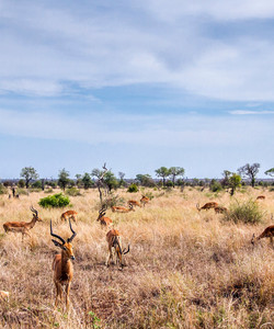 非洲克鲁格国家公园图片