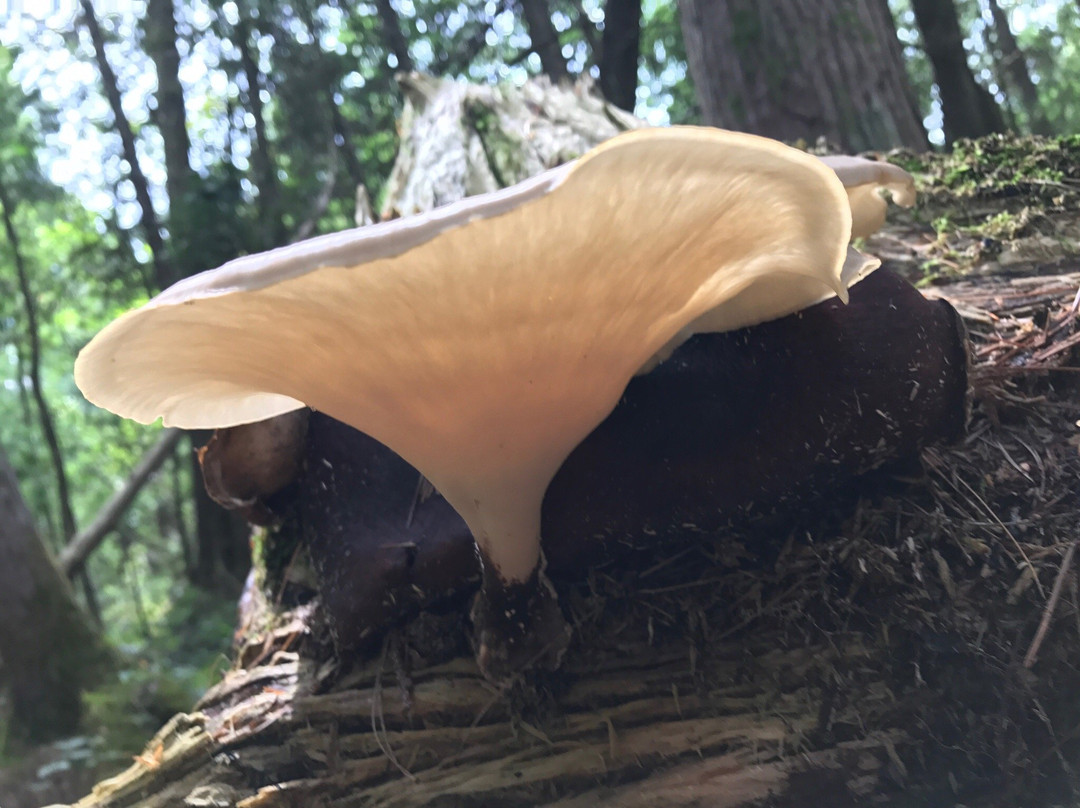 Baker Woods Preserve-Natural Bridge必去景点