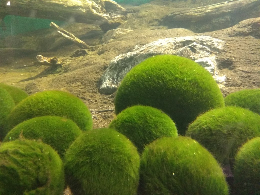 Marimo Exhibition and Observation Center-钏路市必去景点