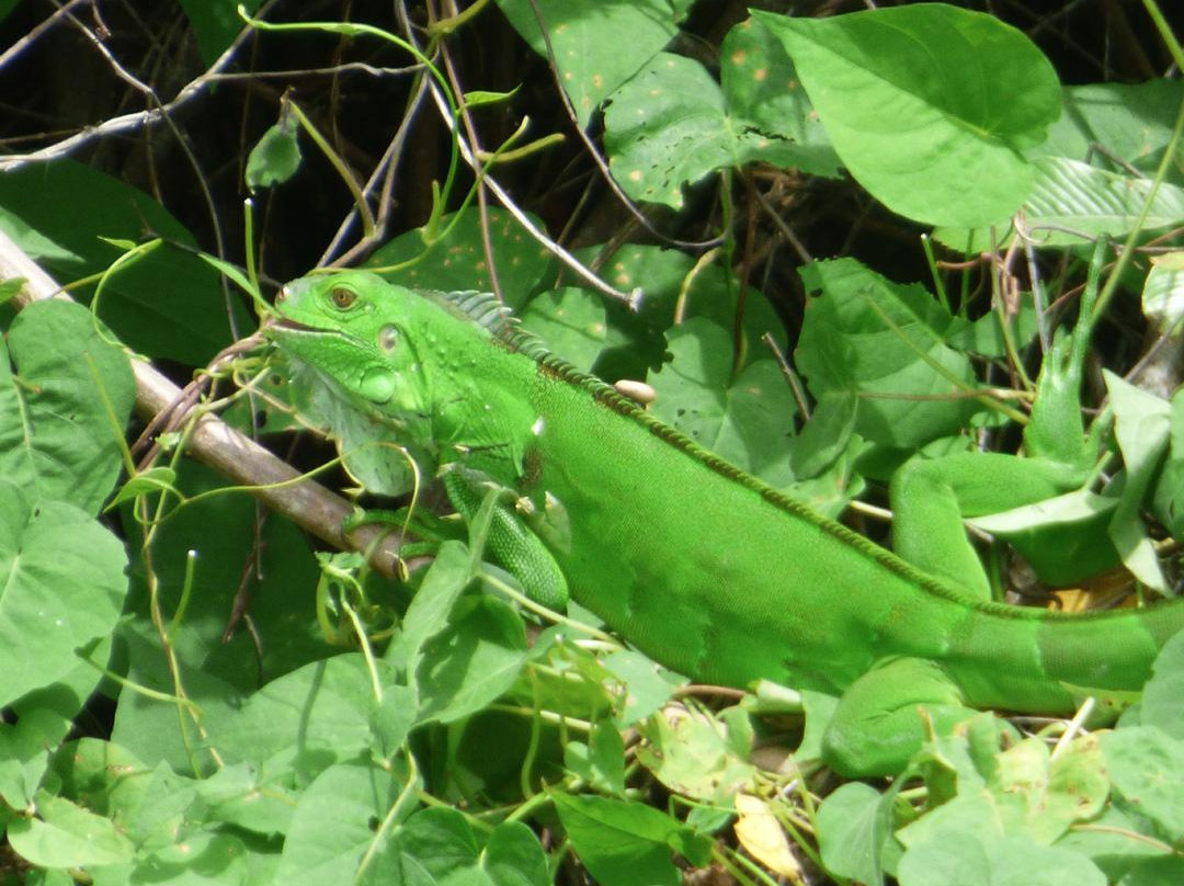 Corbin Local Wildlife-Mason Hall必去景点