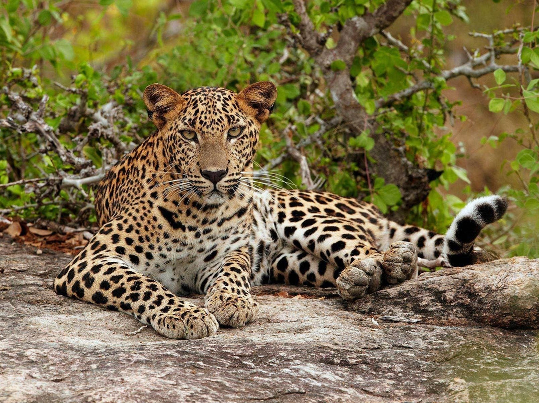 Arigo Tours-Panadura必去景点